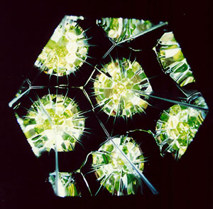 Olafur Eliasson/Denmark