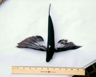 Flying_fish