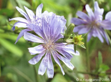 Цикория (синя жлъчка), Cichorium intybus L.