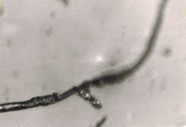 Fig. 13. Fatigue crack