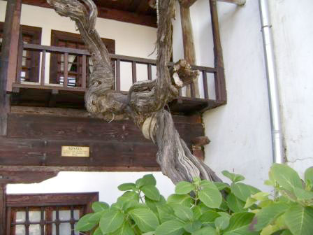 Лозата